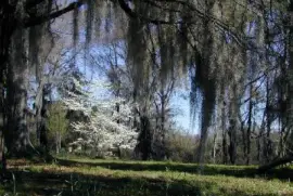 Árvore de musgo espanhol