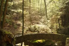 Cena da floresta, Ohio, EUA