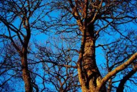 פאזל של עצים