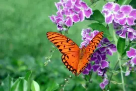 Duranata et un papillon