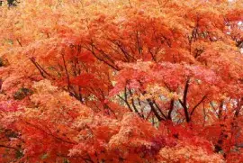 פאזל של עלי שלכת