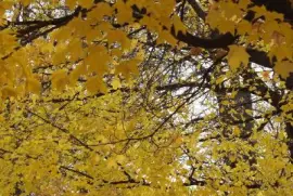 פאזל של עלים צהובים