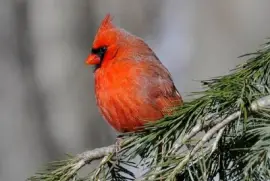 Kardinalfågel