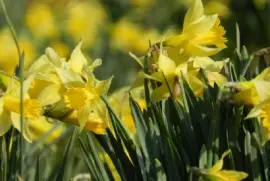 ラッパスイセン