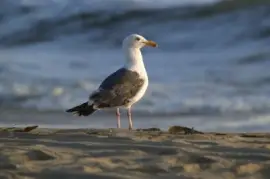 Un uccello sulla spiaggia