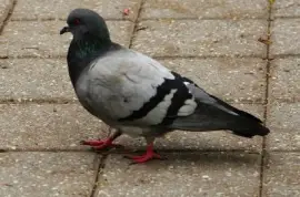 Pigeon jigsaw puzzle