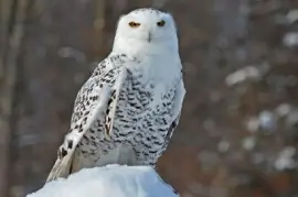 Snowy Owl