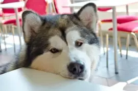 Alaskan Malamute en la cafetería