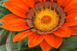 Orange blomma