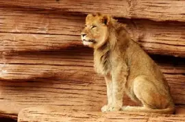 Lion Gazing jigsaw puzzle