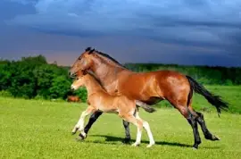 Horses Running in the Medow jigsaw puzzle