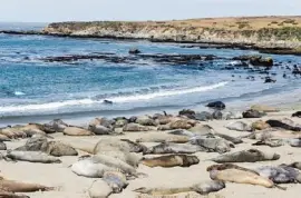 Elephant-Seal Colony  jigsaw puzzle