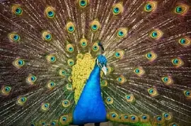 Pretty Peacock jigsaw puzzle