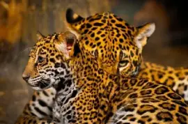 Jaguar Cubs