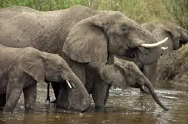 African Elephant in the Park jigsaw puzzle