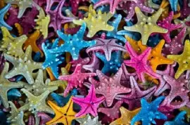 Starfish  jigsaw puzzle