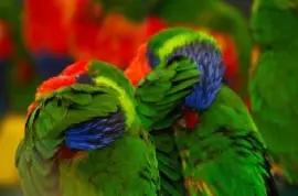 Fotocamera Shy Birds