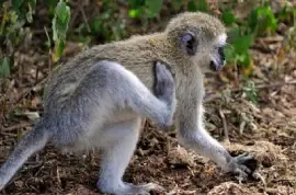 Velvet Monkey jigsaw puzzle