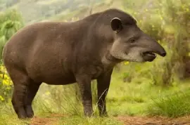Female Tapir jigsaw puzzle