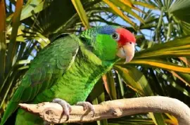 Red Crowned Amazon jigsaw puzzle