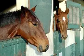 Horses in their Stable jigsaw puzzle