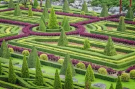 Plantas ornamentais no jardim natural