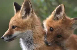 Zwei junge Rotfüchse