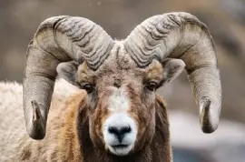 פאזל של הר רוקי כבשים קרנות גדולות