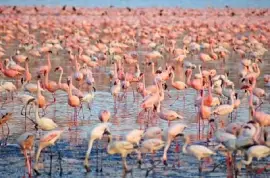 Flamants roses