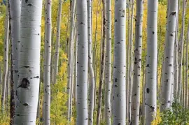 Árboles en el bosque