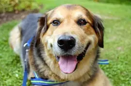 A Resting Dog jigsaw puzzle