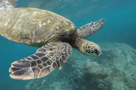 Turtle at the Ocean jigsaw puzzle