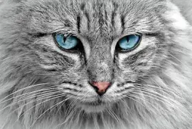 Cat Portrait jigsaw puzzle