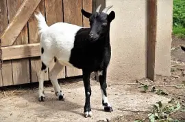 Cabra preta e branca