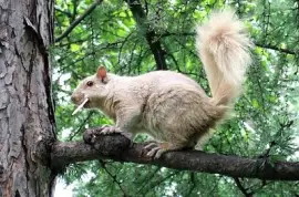 Esquilo em uma árvore