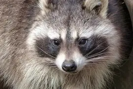 Raton laveur doux