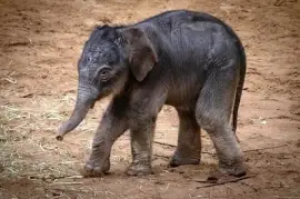 Baby elefant