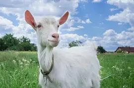 Cabra adulta pastando em um prado verde