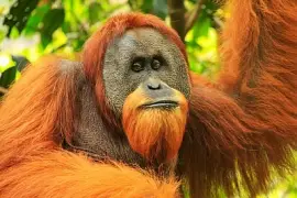 Sumatran orangutang i Gunung Leuser nationalpark