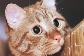 姜貓在霍姆門的頂部