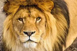 Vackra mäktiga lejon