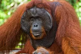 Porträtt av en manlig orangutang