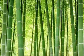 Forêt de bambous au Japon