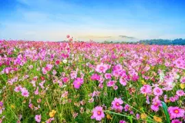 Cosmos flower against blue sky, Chiang Rai Thailad jigsaw puzzle