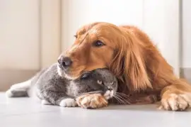 Brittisk katt och Golden Retriever