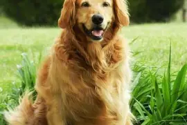 Golden labrador retriever valp i pool