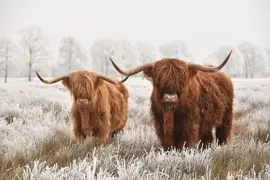 פאזל של Highlanders סקוטי שעיר, גן לאומי בדרנט