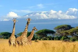 Tre giraffer i nationalparken Kenya, Afrika