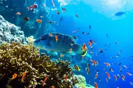 Undervattens korallfiskvy