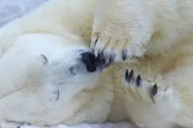 有趣的困北極熊關閉